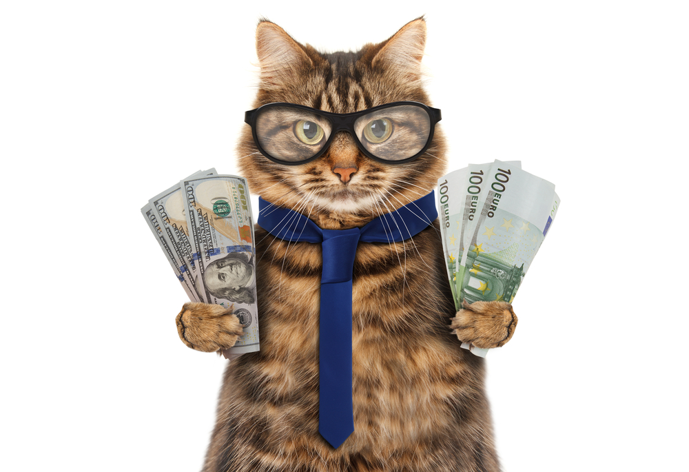 katt med pengar